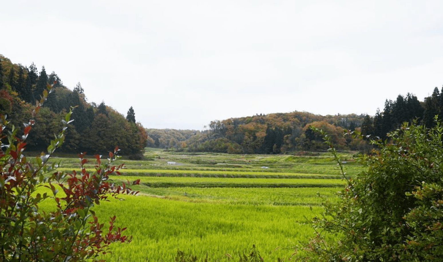 紅葉した里山に囲まれた、秋の田んぼの風景